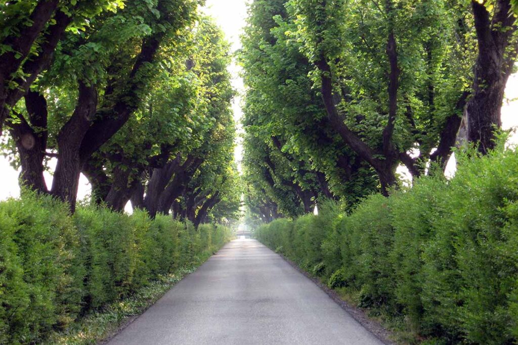 Forging Straight Paths